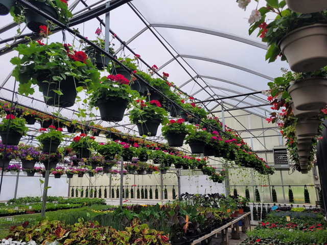 Greenhouse View 1